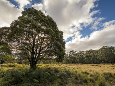 Grassland near Nunnock swamp