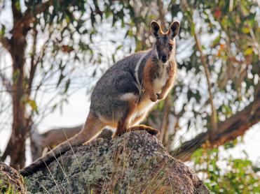 Yellow-footed Rock-wallaby