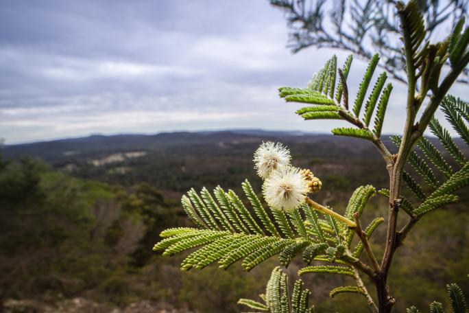 Narrabarba Wattle