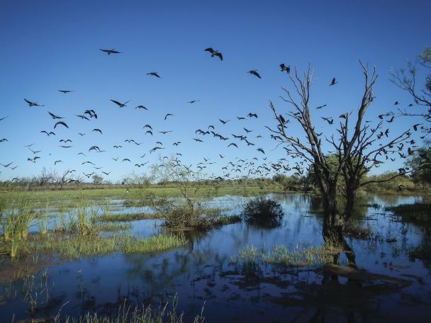 Young Ibis on the wing Gwydir Wetlands