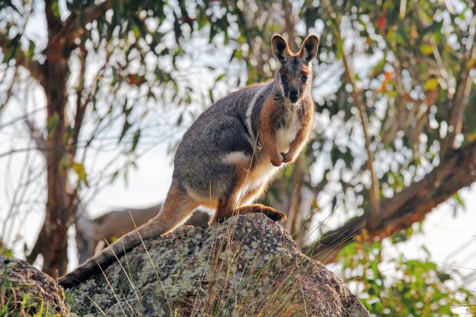 Yellow-footed Rock-wallaby