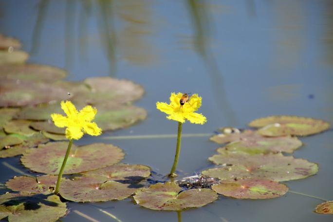 Wavy Marshwort